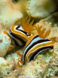 Two Nudibranch by Hisham Elshafie 